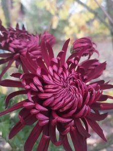  - Crizanteme si tufanele