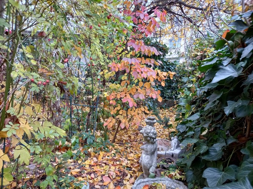  - Grădina 2021 continuare 3