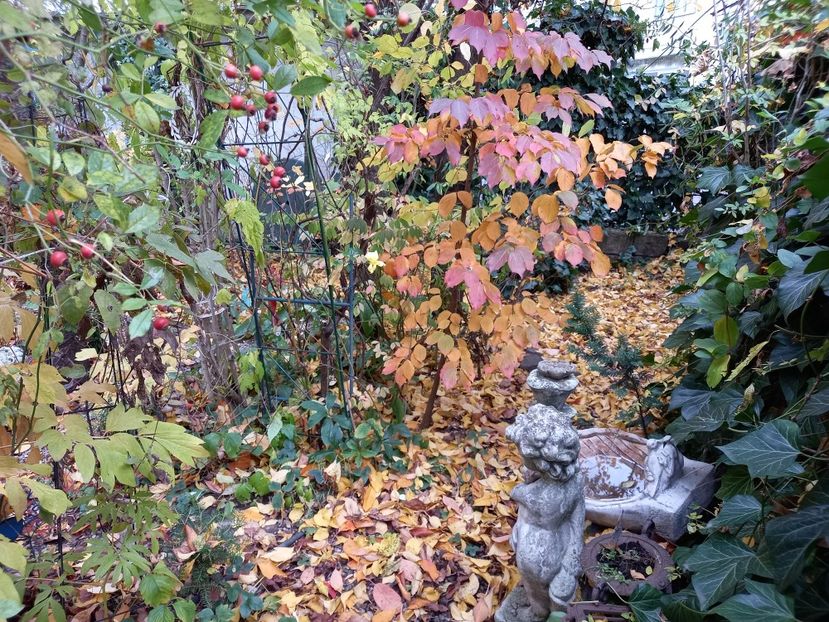  - Grădina 2021 continuare 3