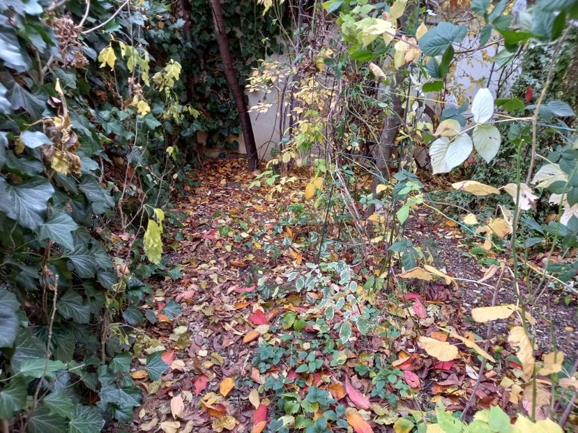  - Grădina 2021 continuare 3