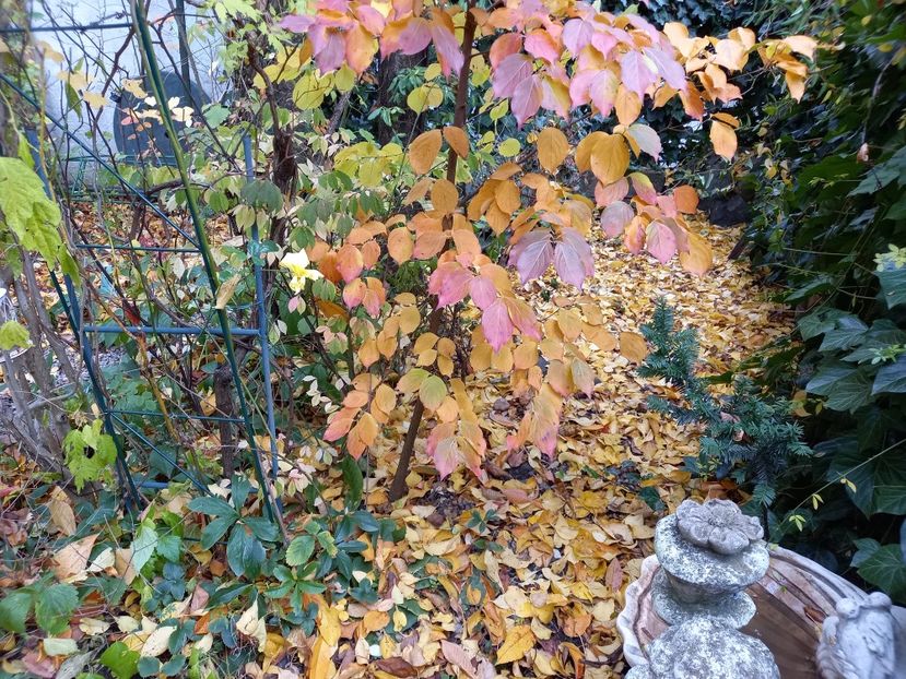 Cornus kousa "Milky Way" - Grădina 2021 continuare 3