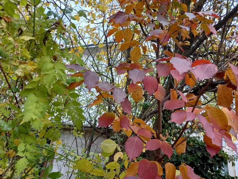 Cornus kousa "Milky Way" - Grădina 2021 continuare 3
