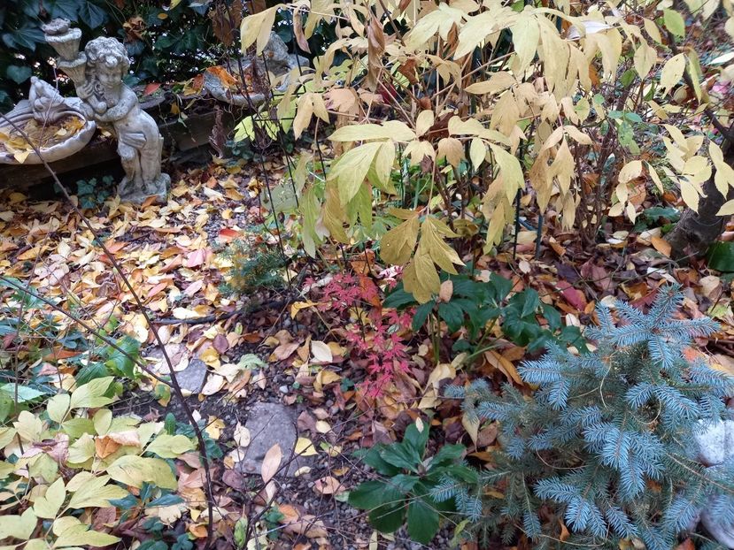  - Grădina 2021 continuare 3