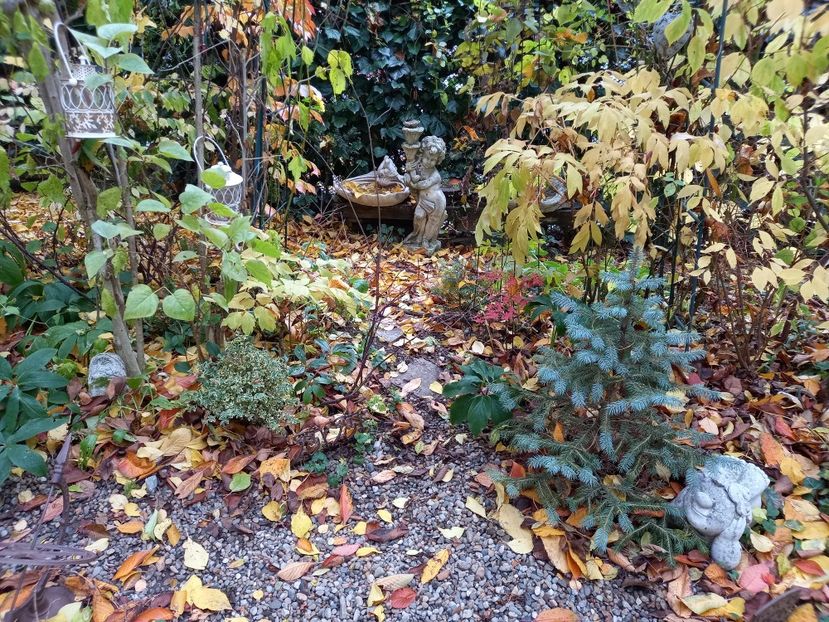  - Grădina 2021 continuare 3