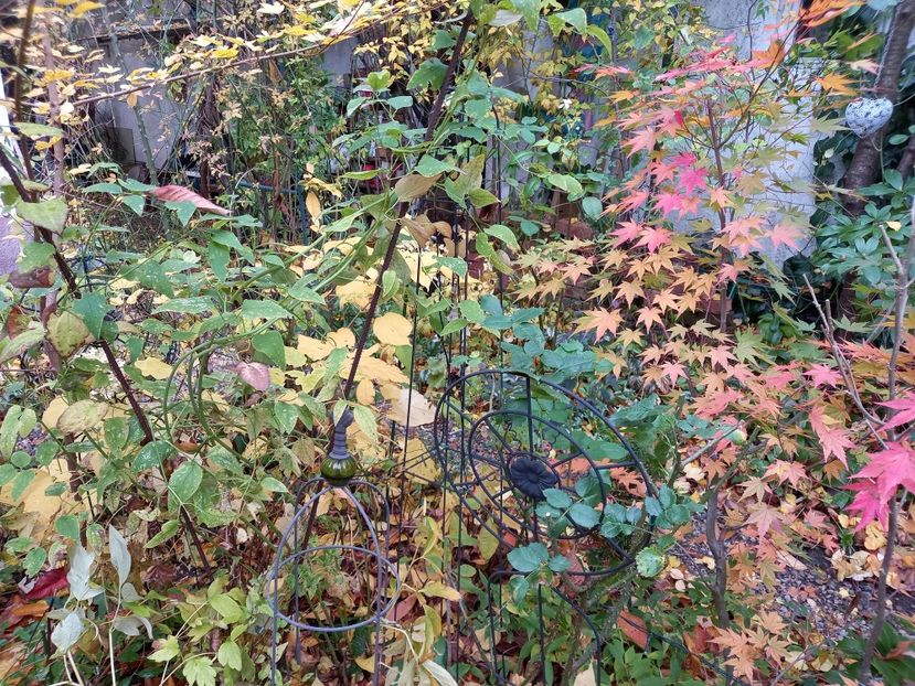  - Grădina 2021 continuare 3