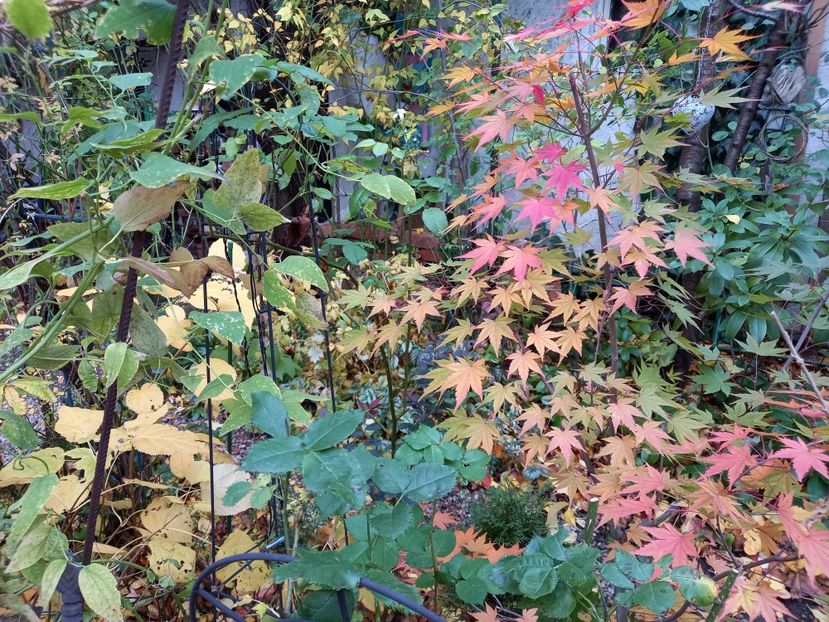  - Grădina 2021 continuare 3