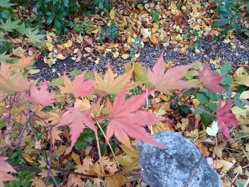  - Grădina 2021 continuare 3