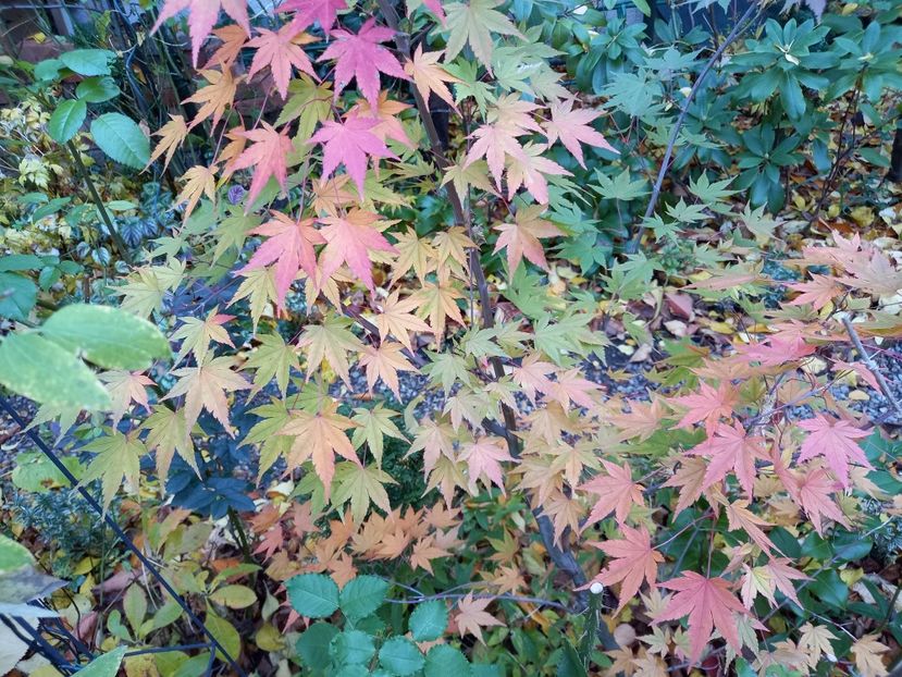  - Grădina 2021 continuare 3