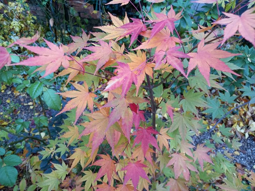  - Grădina 2021 continuare 3