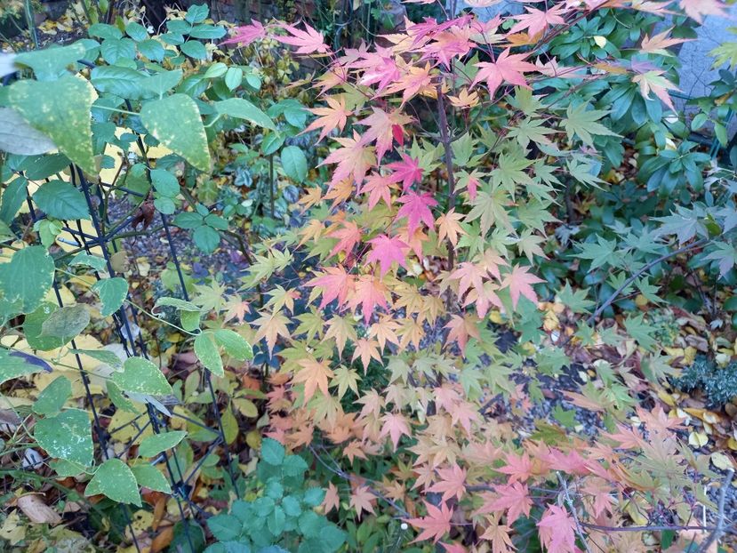  - Grădina 2021 continuare 3