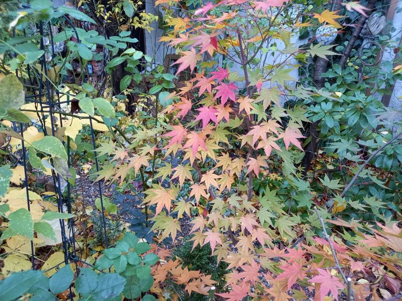  - Grădina 2021 continuare 3