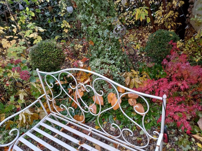  - Grădina 2021 continuare 3