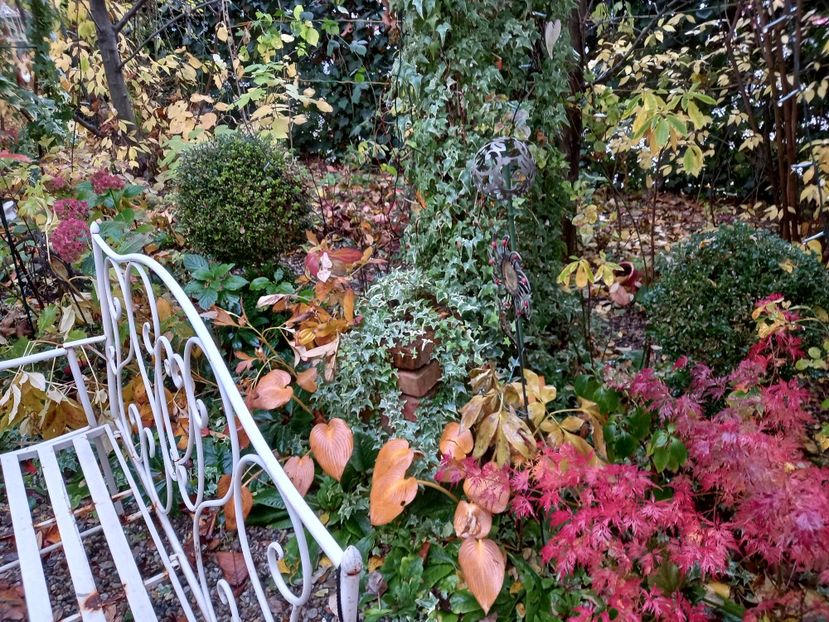  - Grădina 2021 continuare 3