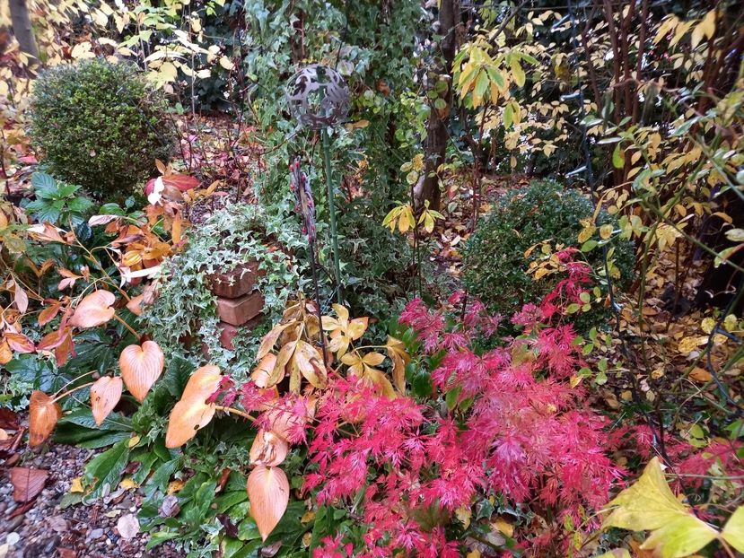  - Grădina 2021 continuare 3