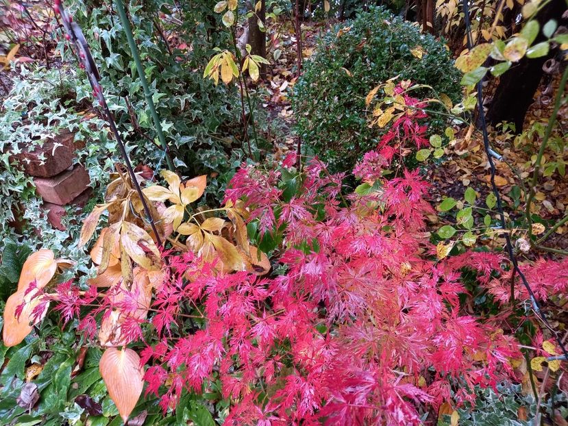  - Grădina 2021 continuare 3