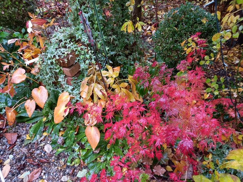  - Grădina 2021 continuare 3