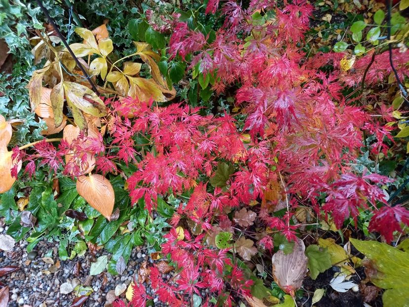  - Grădina 2021 continuare 3