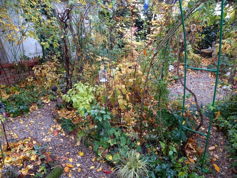  - Grădina 2021 continuare 3