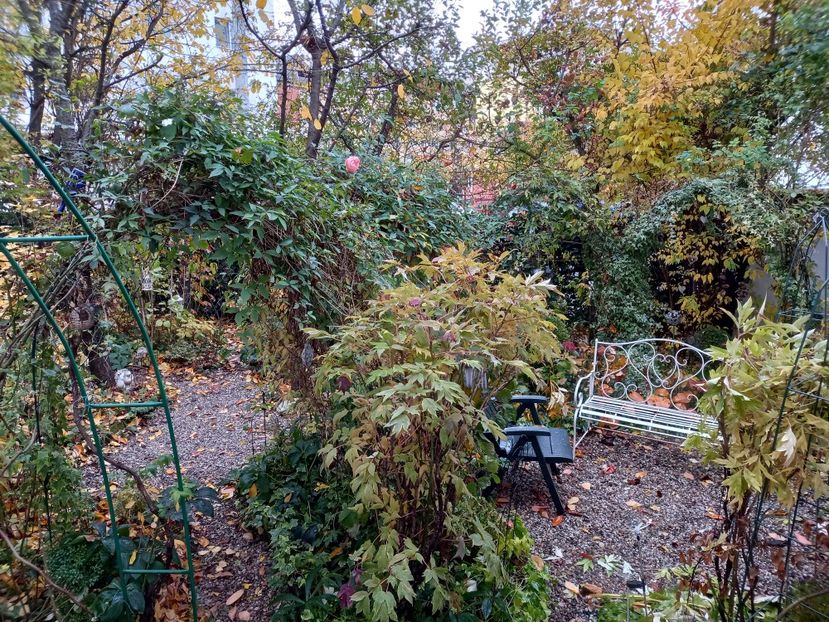  - Grădina 2021 continuare 3