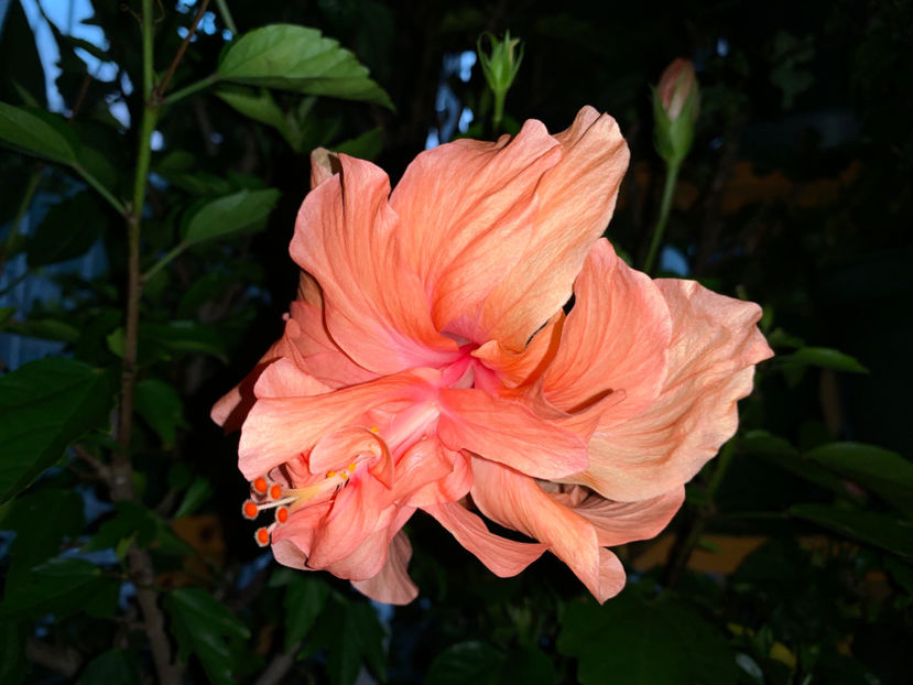  - Plante de interior 2021