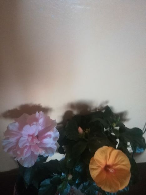  - Hibiscus 2021