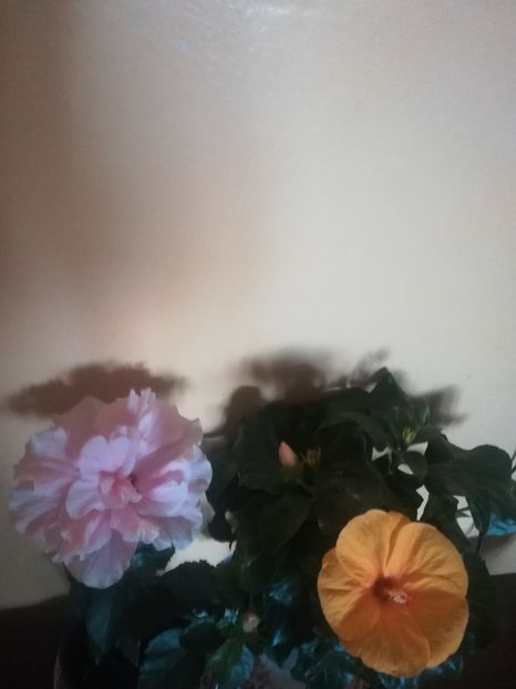  - Hibiscus 2021