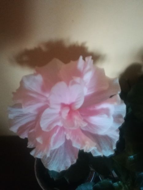  - Hibiscus 2021
