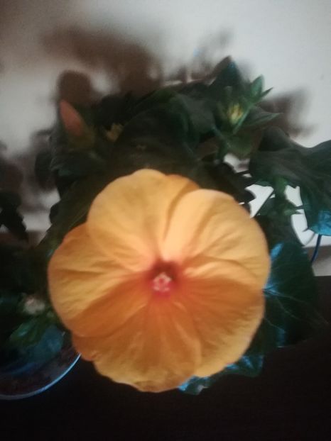 Safari - Hibiscus 2021