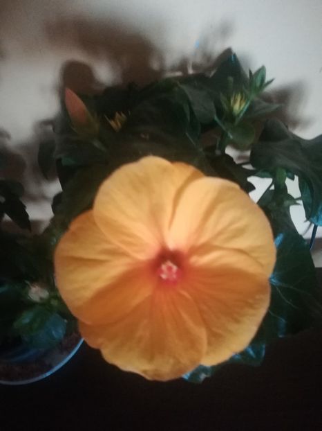  - Hibiscus 2021