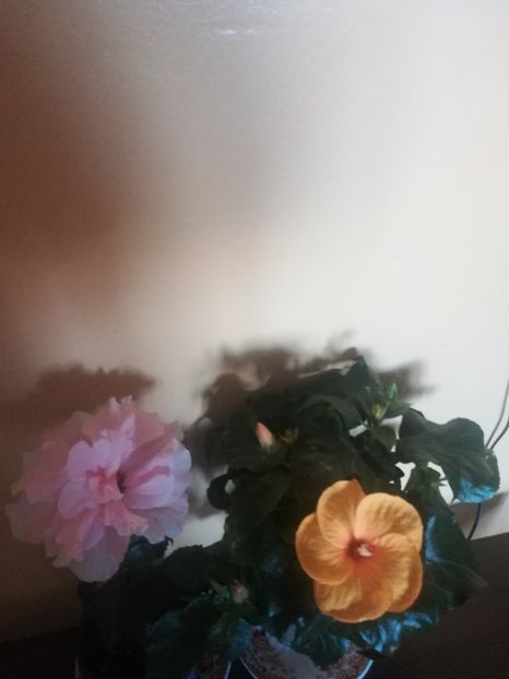  - Hibiscus 2021
