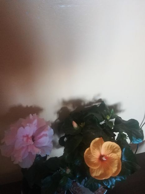  - Hibiscus 2021