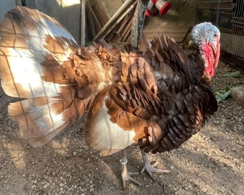 Screenshot_20211027-161953_WhatsApp - Red bourbon 2021