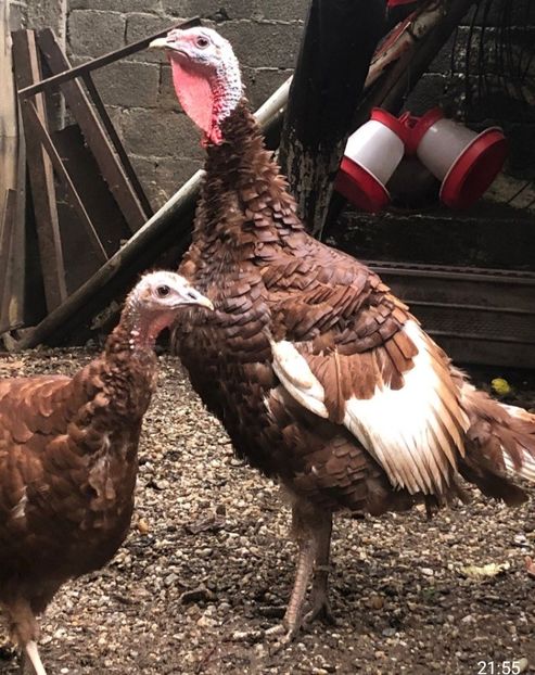 Screenshot_20211020-060952_WhatsApp - Red bourbon 2021