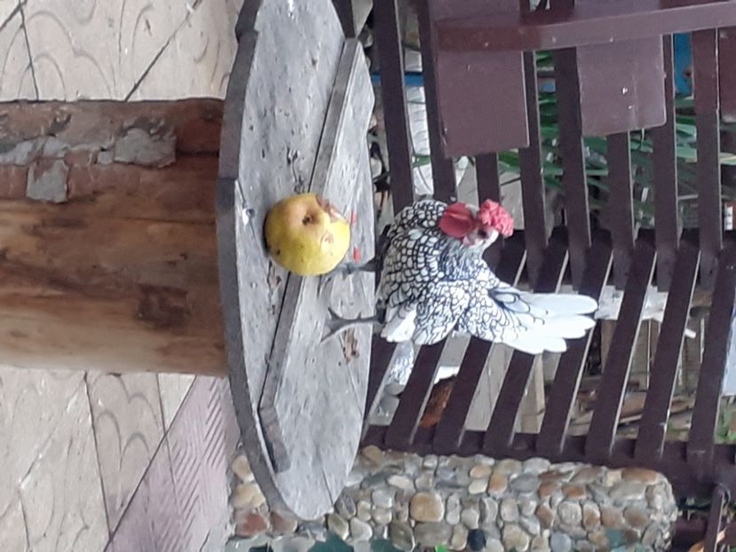  - Tineret sebright 2021