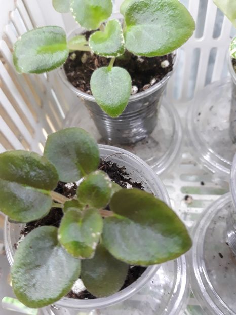 Violete de colecție, din  semințe - 1 1 Violete Africane de Colecție