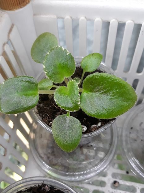 Violete de colecție, din  semințe - 1 1 Violete Africane de Colecție