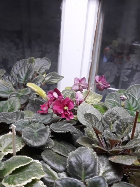  - 1 1 Violete Africane de Colecție