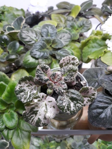  - 1 1 Violete Africane de Colecție