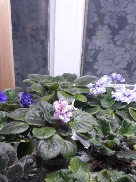  - 1 1 Violete Africane de Colecție