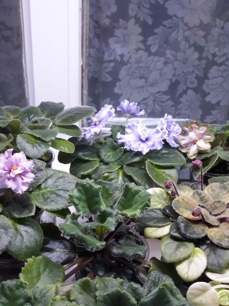  - 1 1 Violete Africane de Colecție