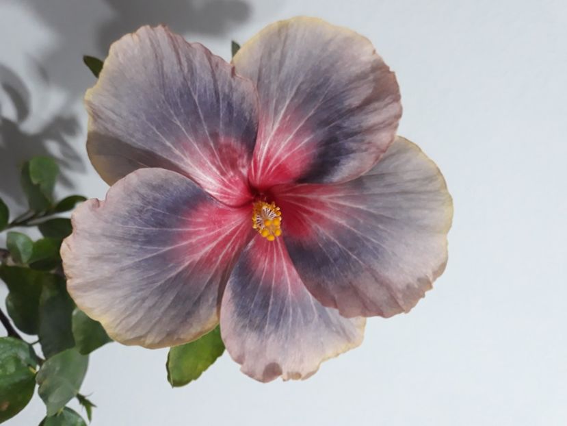  - hibi Moorea Orlando Sunrise