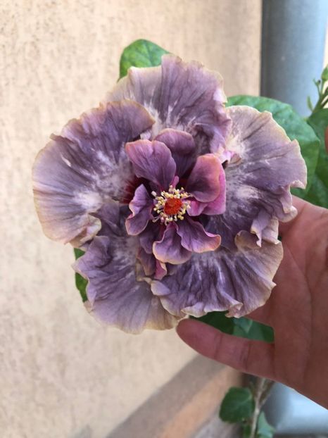 IMG-20211104-WA0004 - Hibi Bo Den Venus