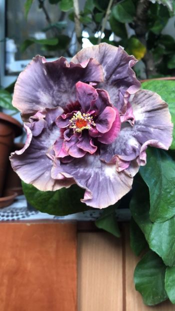 IMG-20211104-WA0001 - Hibi Bo Den Venus