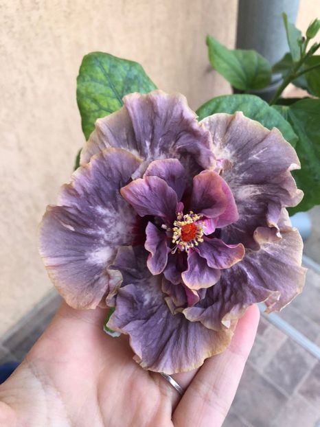 IMG-20211104-WA0006 - Hibi Bo Den Venus