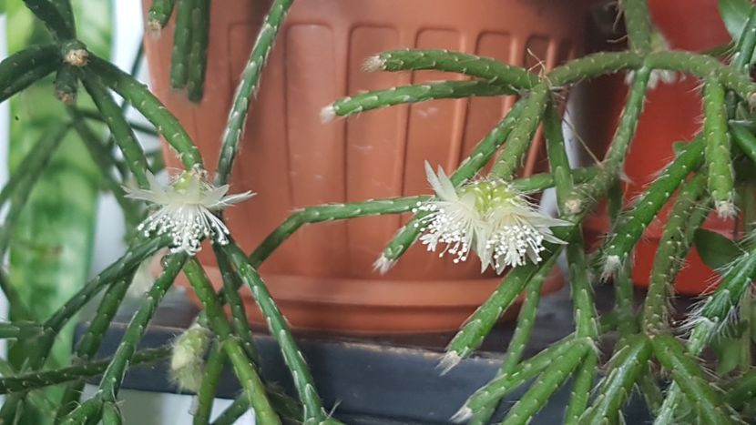  - Rhipsalis pilocarpa