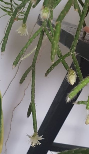  - Rhipsalis pilocarpa