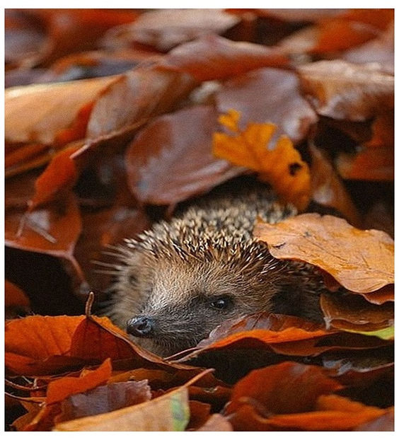 ♡ November 4 » „Picture perfect, you don t need no filter. Gorgeous, make em drop dead - Tomnatic și nostalgic