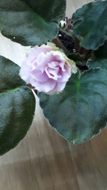  - ZZWrangler s Ragtime Cowboy