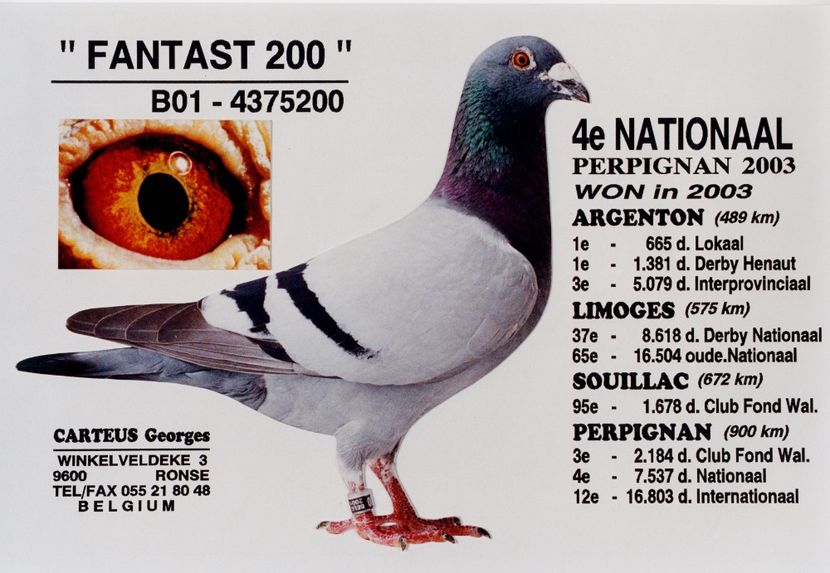 Bunicul lui NADIA CARTEUS - DANNY - Vanneste Rigole the line Magic Barcelona 1 nat Barcelona 2015