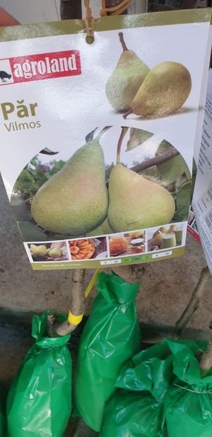 IMG-20211029-WA0003 - 093 GRADINA NOIEMBRIE 2O21